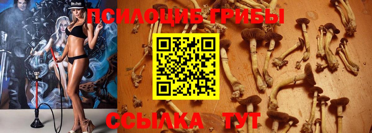 Галлюциногенные грибы Psilocybe Вологда